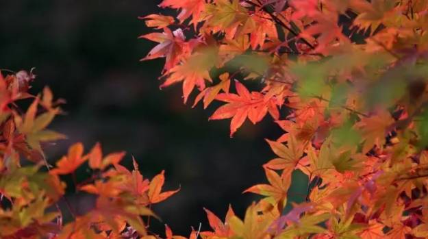 韩寒对语文的看法,韩寒对当代文学的意义