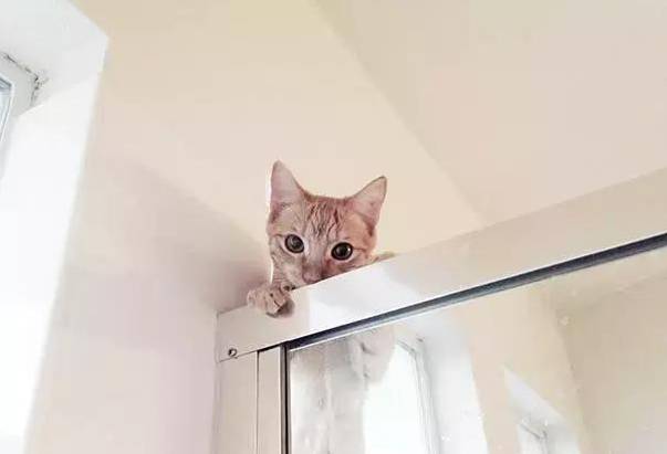 自从养了狗就没有了朋友,自从养了狗就没有朋友