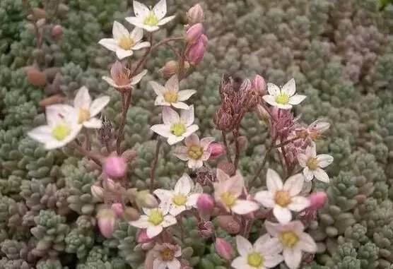 姬星美人和旋叶姬星美人的区别,姬星美人怎么养才能更旺盛