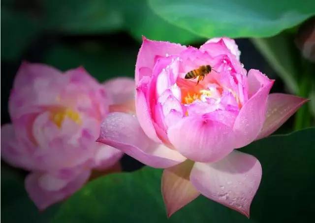 独爱莲花,美文欣赏余秋雨笔下的爱