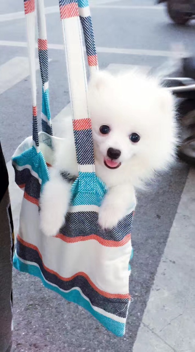 我家博美犬长得怎么样,博美犬8岁是老狗吗