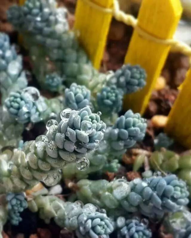 姬星美人和旋叶姬星美人的区别,姬星美人怎么养才能更旺盛