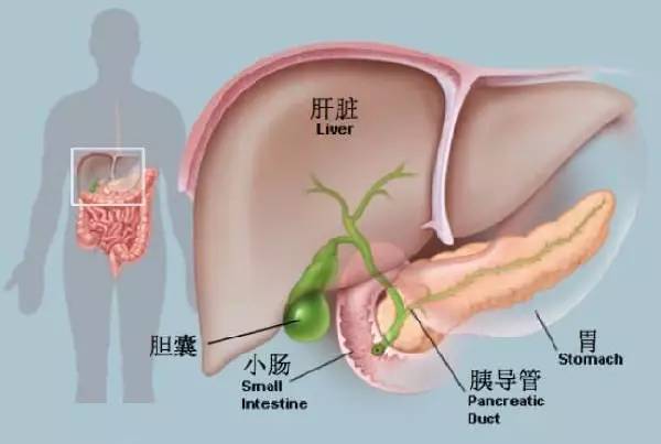 急性胰腺炎护理查房视频,张老师急性胰腺炎的护理