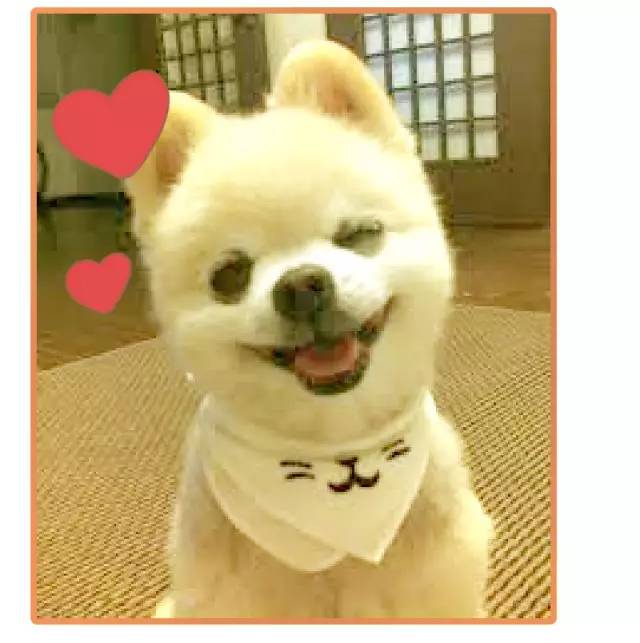 我家博美犬长得怎么样,博美犬8岁是老狗吗