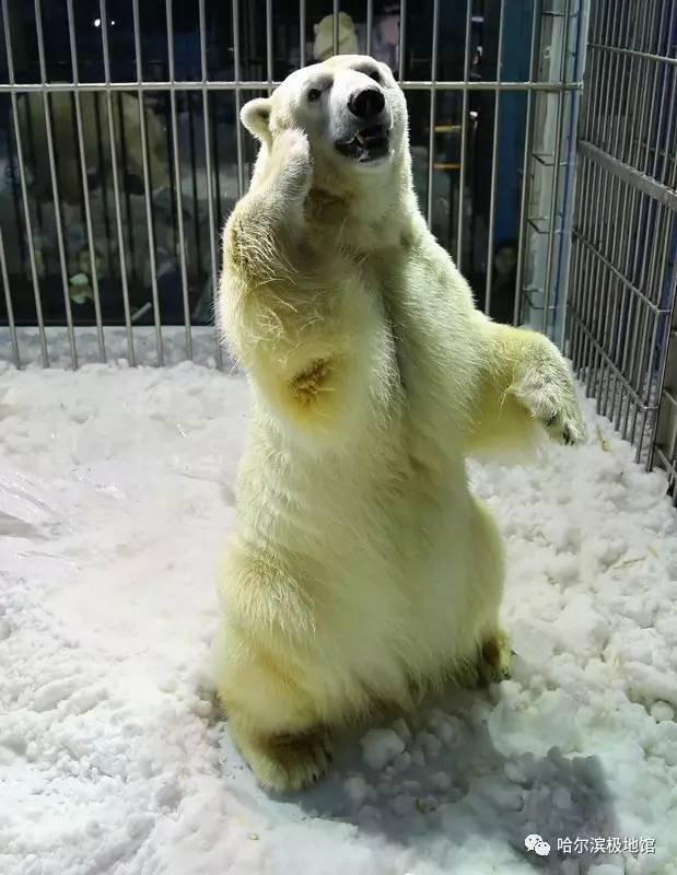 小孩去极地馆要钱吗,孩子第一次去极地馆