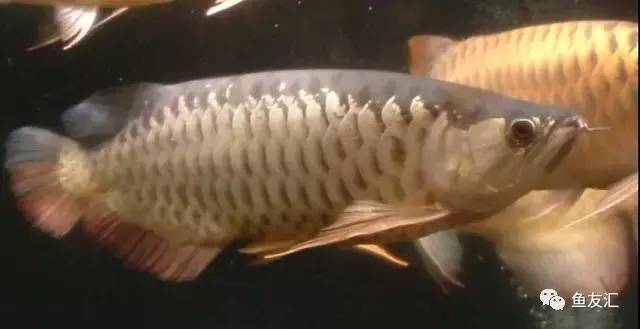 看看邻国玩家是怎么养龙的