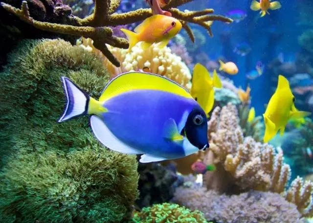 海缸小虫怎么培养,怎么驯服小恶魔