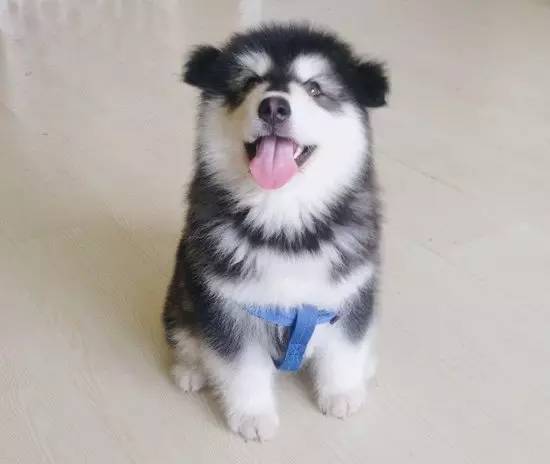 「福利」这周末有一场和宠物的约会等你来，小布送票送助攻→