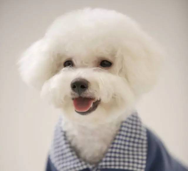 「福利」这周末有一场和宠物的约会等你来，小布送票送助攻→