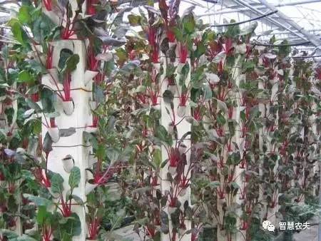 无土栽培除了水培还有什么,知农道农无土栽培实操技术