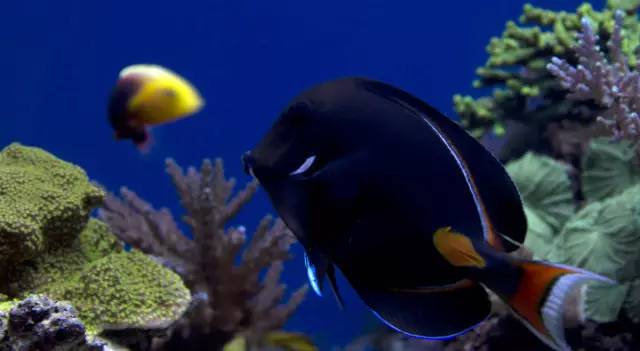 怎么驯服水族箱,怎么驯服海王