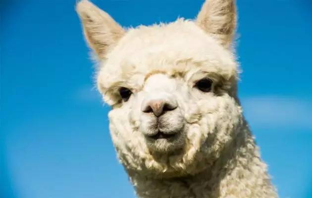 「福利」这周末有一场和宠物的约会等你来，小布送票送助攻→