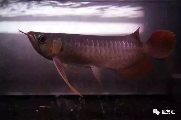 龙鱼价格为什么那么贵,日本金龙鱼多少钱