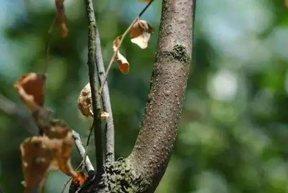 枣树的常见病虫害防治方法,枣树病虫害防治方法与技术