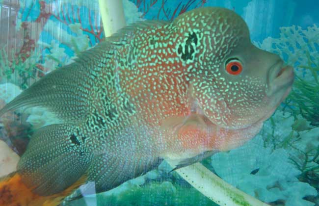 珍珠罗汉鱼十厘米,珍珠罗汉鱼多大起头