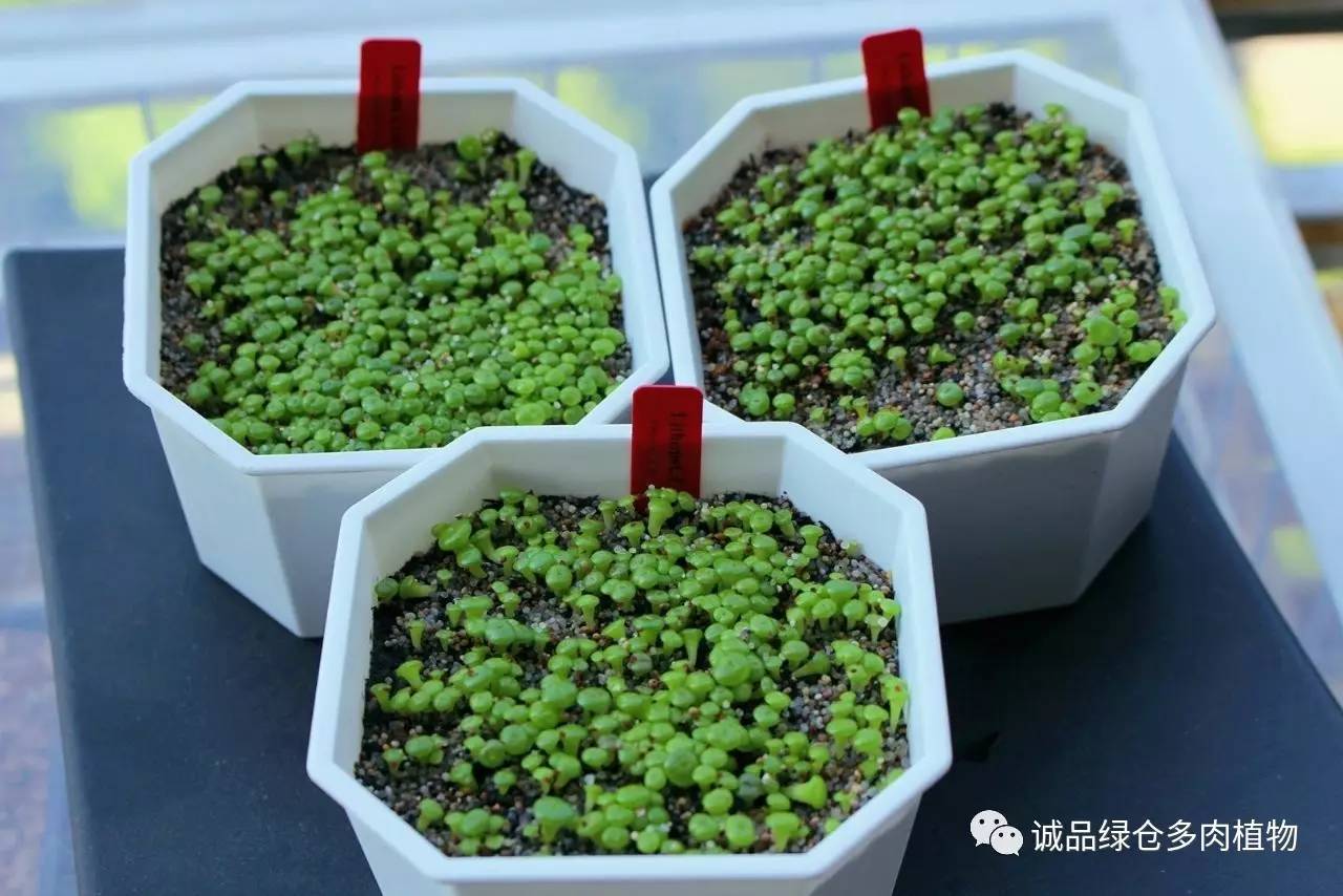 涨姿势｜当不成学霸总得做一回“播”霸（夏播生石花第38天）