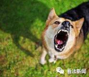 单身狗们你们七夕怎么过,七夕了单身狗应该发什么