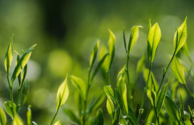 水果茶网红杯一次性,500g网红水果茶