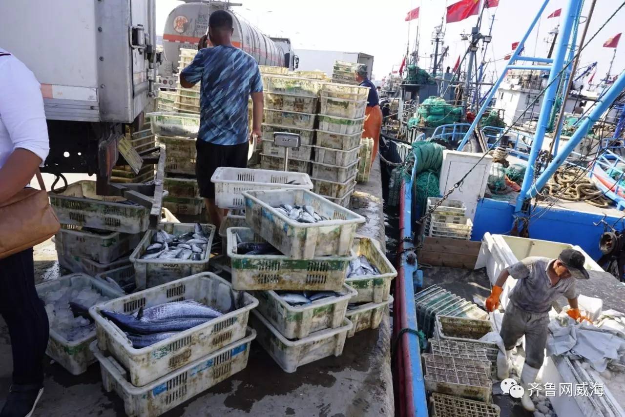 开海了一大波新鲜海鲜,威海开海了吃什么海鲜