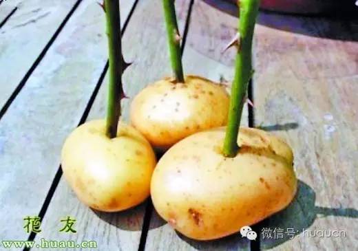 扦插基质如何消毒,扦插用的愈合剂是什么