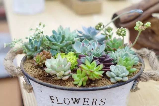 4种新手也能养成老桩的多肉,多肉如何养成大朵