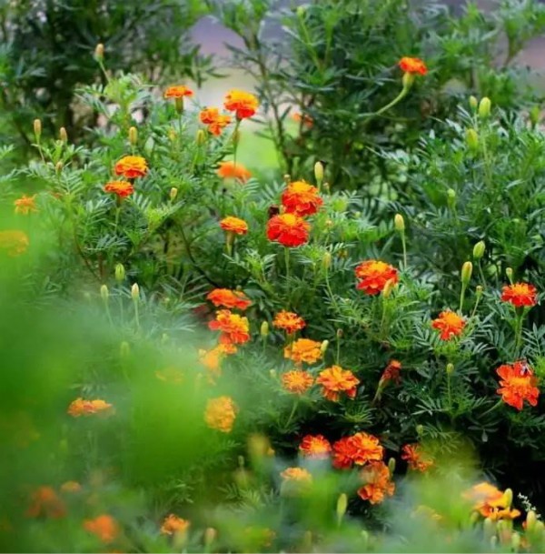 秋季可以扦插的花有哪些,秋季扦插的植物什么时候移盆