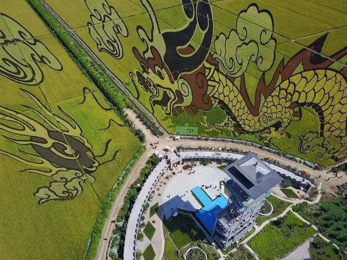 沈阳稻梦空间玉米,沈阳有稻梦空间吗