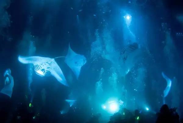 从入门级到朝圣级，职业潜水教练告诉你船宿该怎么选