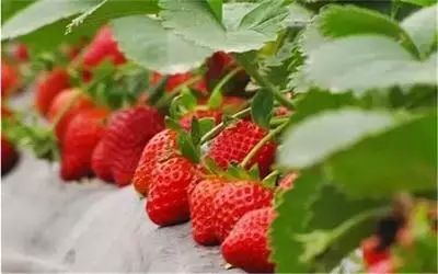 神木全攻略,吐血整理学习攻略