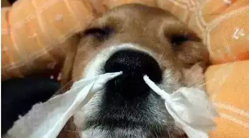 神木全攻略,吐血整理学习攻略