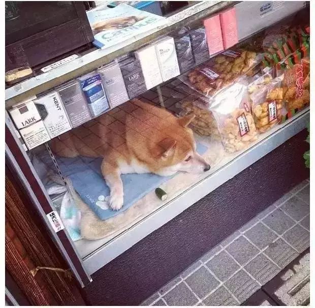 狗狗当超市的老板,狗狗当销售部老总