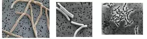 贵价酸奶,超贵但超好喝的酸奶