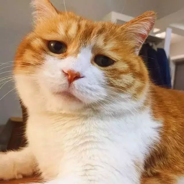 治愈系猫日常,治愈吸猫