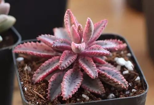 不死鸟爆盆全过程,不死鸟多肉爆盆视频