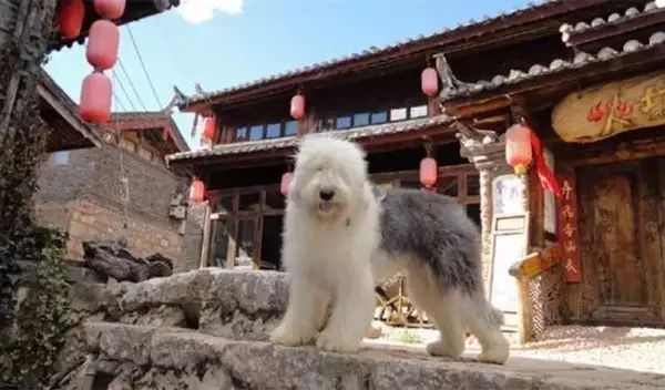 狗狗当销售部老总,狗当老板的店视频