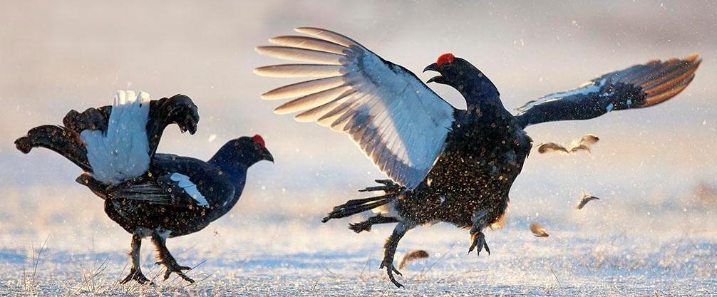 杀鸡发现鸡宝好吗,杀鸡发现鸡宝怎么办