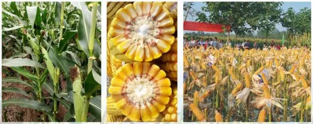 2019年农业部推广的玉米新品种,2022年国家审定的玉米新品种