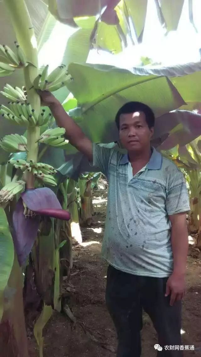 树木如何大面积抗台风,防台风比较好的树木