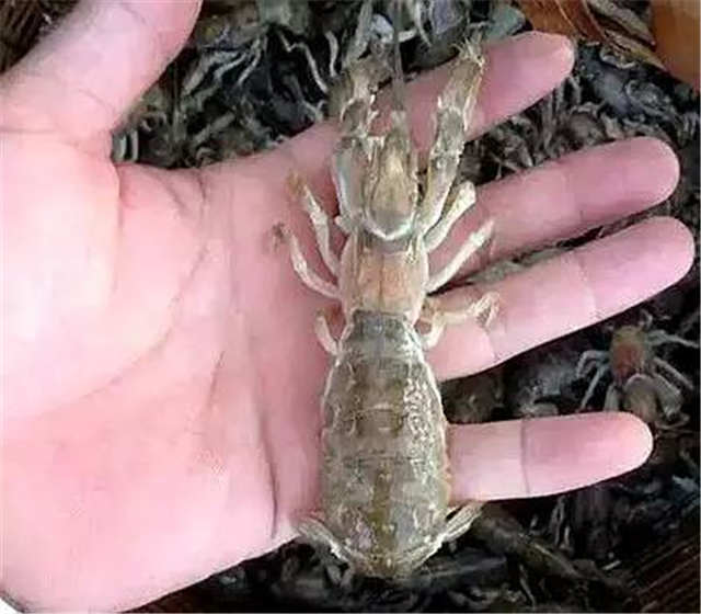 青岛的虾虎与琵琶虾,真正的青岛虾虎