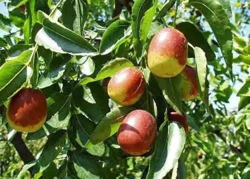 胃不好能吃榴莲吗,胃不好吃什么水果