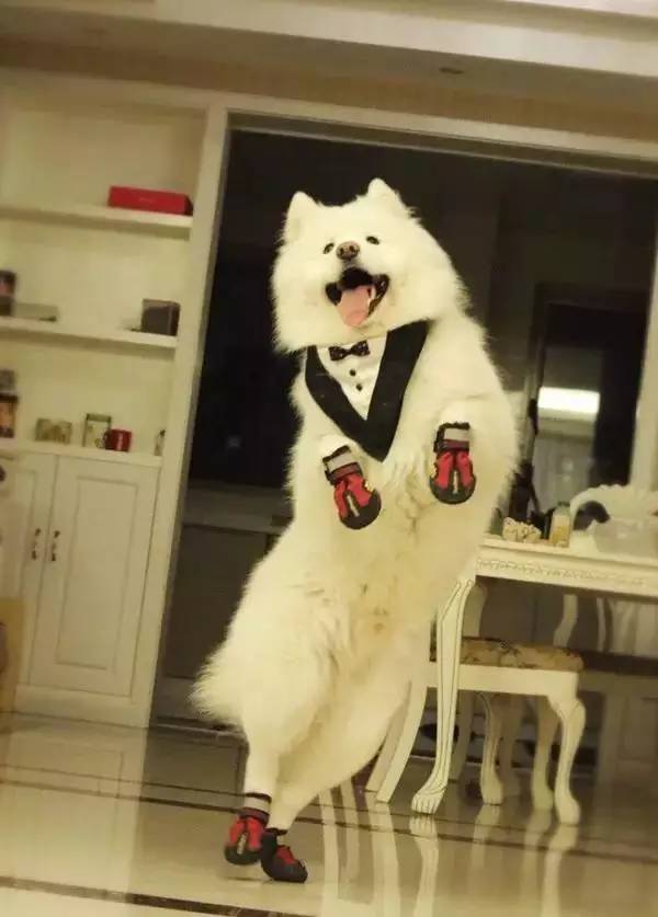 我不在的时候狗狗都在干什么,主人不在家狗狗都在干什么感人