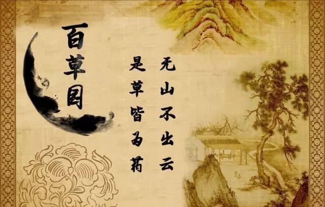 「百草园」那些“悬壶济世”的植物（二十七）罗布麻