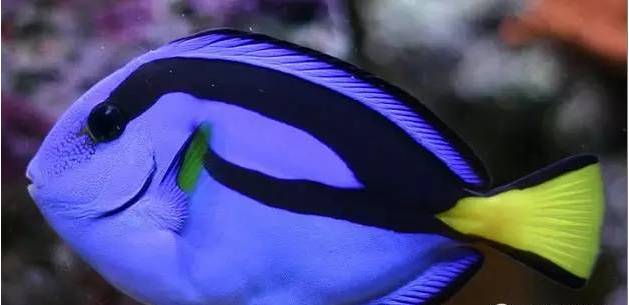 新手打理鱼缸,帮忙修理好鱼缸游戏