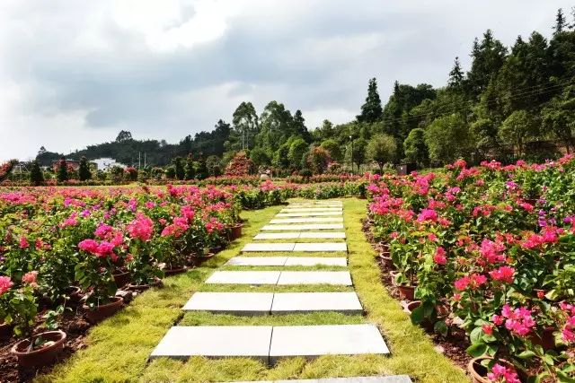 推荐丨你错过的繁花，在这个初秋黄姚花海全还给你！
