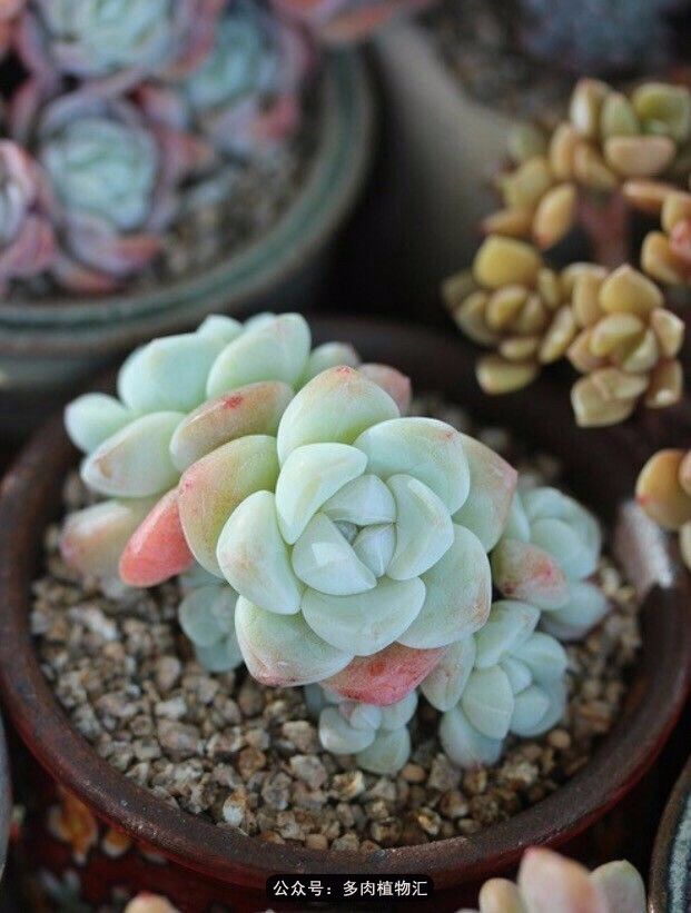 只有见过韩国肉友的阳台,才知道什么叫做物尽其用!