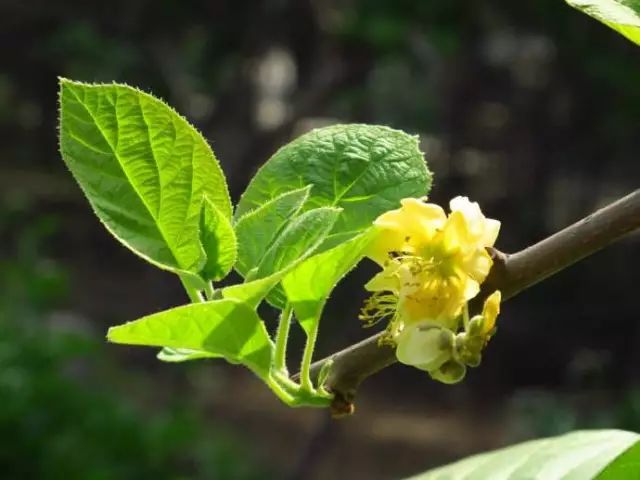 丹棱应季水果有什么,丹棱哪种水果最好