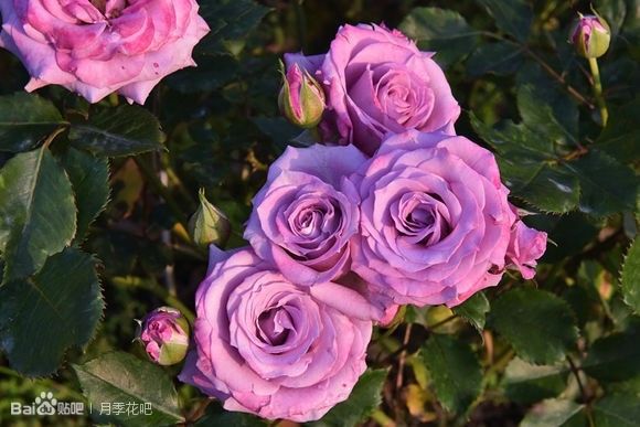 蓝紫色月季无刺品种有哪些,枝条细弱蓝紫色月季品种