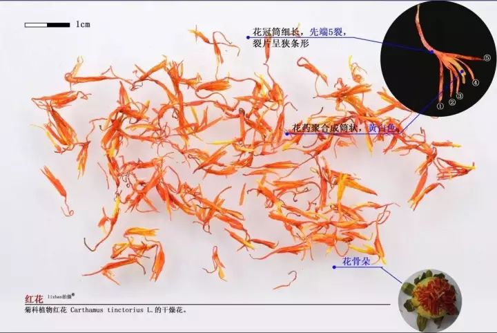 红花活血祛瘀药,每日一味中药当归