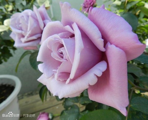 蓝紫色的爬藤月季有哪些品种,天狼蓝紫色月季哪款最优秀