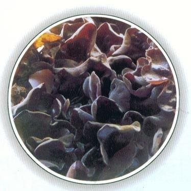 延边买特产去哪里,延边特产有哪些可以带走